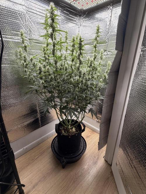 Sticky Mango Auto - Tastebudz Genetics. Week 8