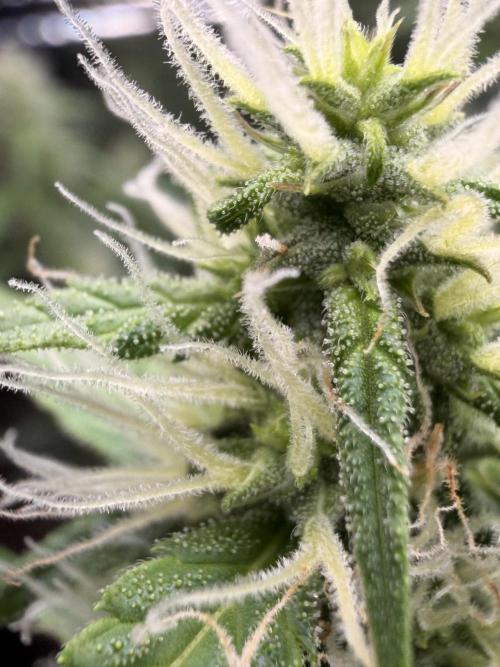 Sticky Mango Auto. Week 8