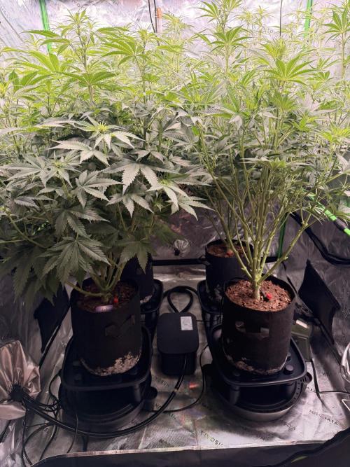 Sticky Braccoli Auto - Eternity Cup 2026. Week 6 - Before defoliation 