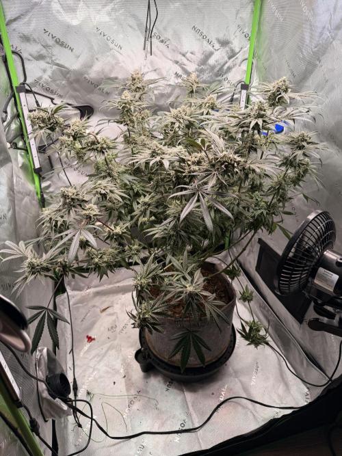 Jixer - Exotic Genetix. Week 12