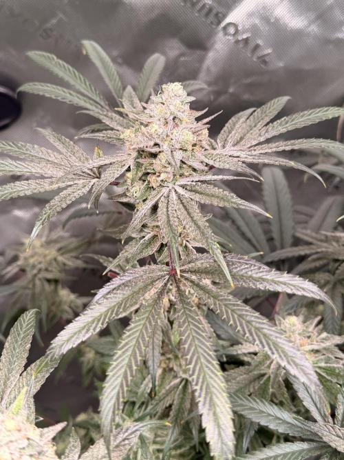Jixer - Exotic Genetix. Week 12
