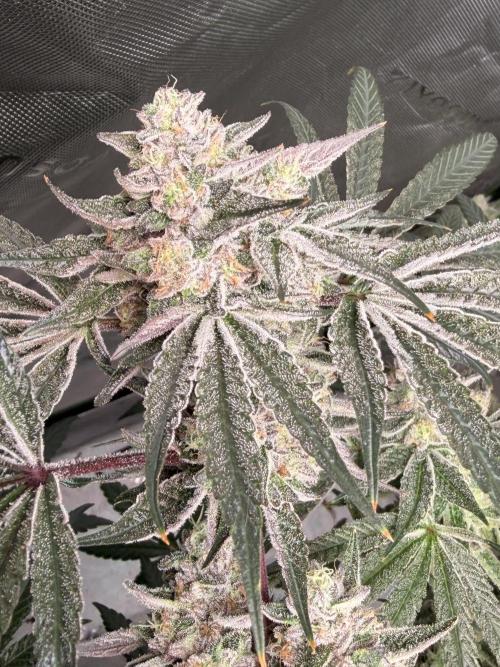 Jixer - Exotic Genetix. Week 12