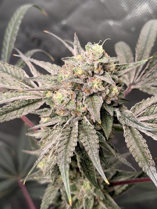 Jixer - Exotic Genetix. Week 12