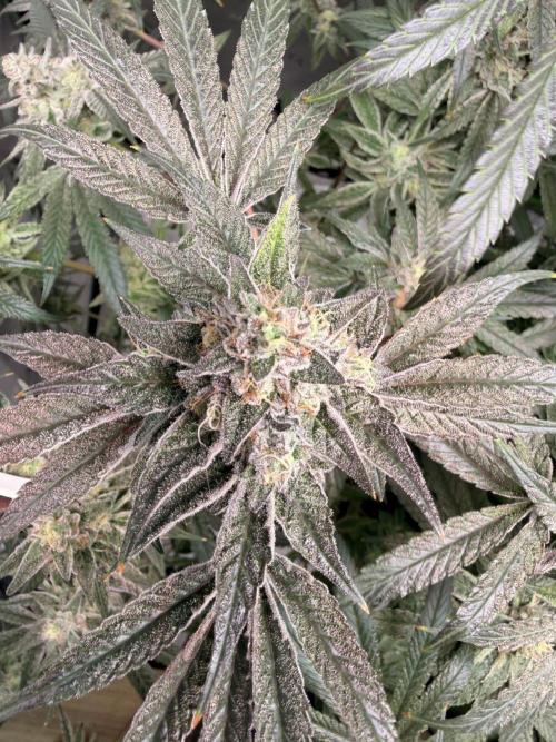 Jixer - Exotic Genetix. Week 12