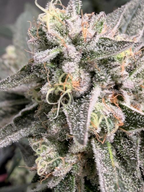 Jixer - Exotic Genetix. Week 12