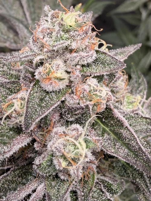 Jixer - Exotic Genetix. Week 12