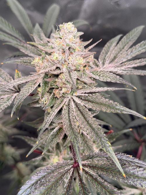 Jixer - Exotic Genetix. Week 12
