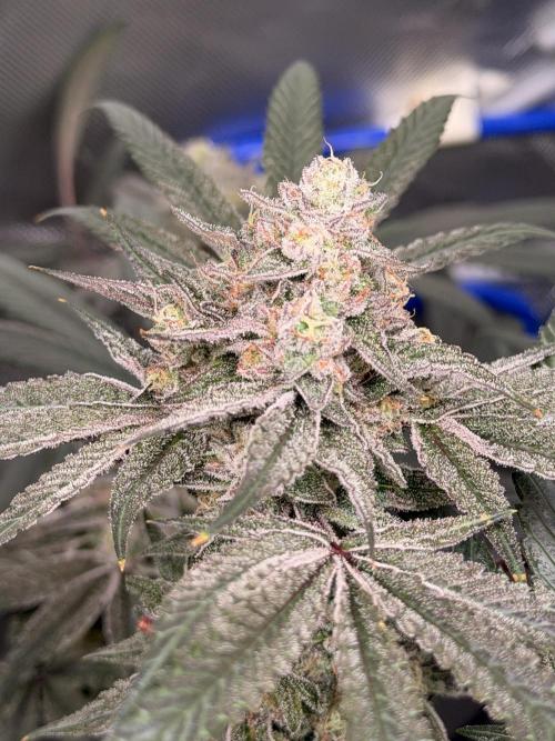 Jixer - Exotic Genetix. Week 12