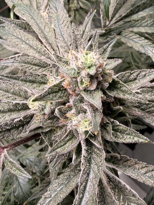 Jixer - Exotic Genetix. Week 12