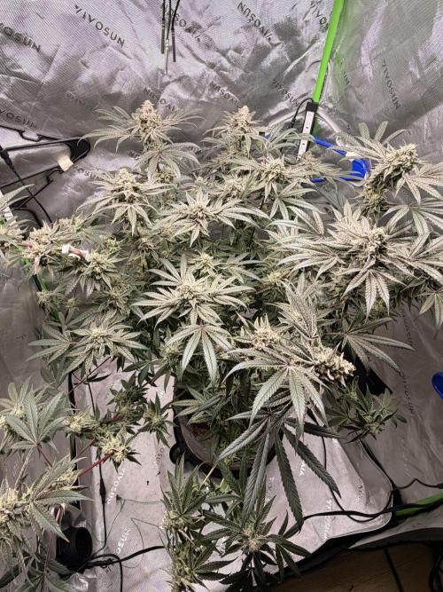 Jixer - Exotic Genetix. Week 12
