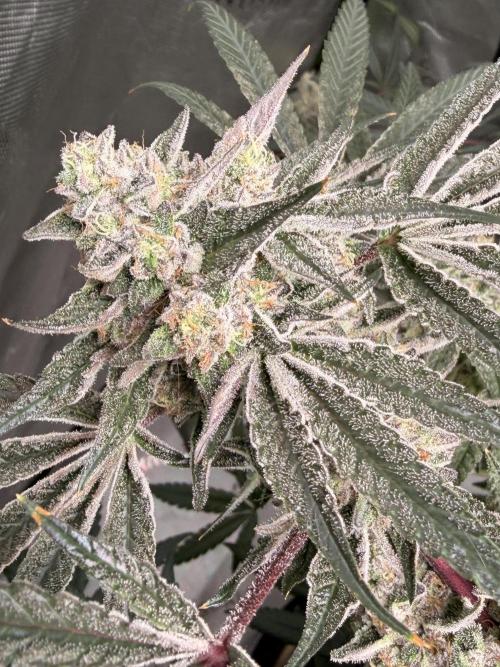 Jixer - Exotic Genetix. Week 12