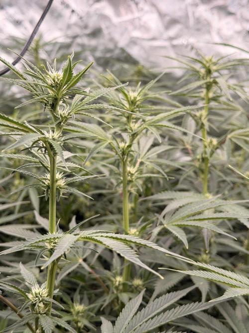 Sticky Braccoli Auto - Eternity Cup 2026. Week 7