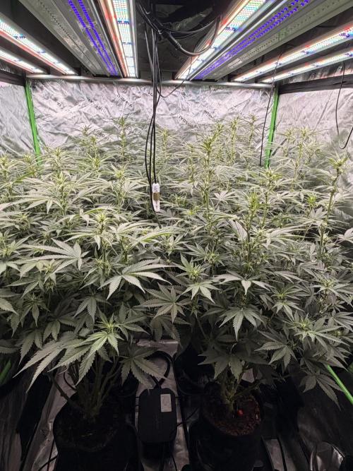 Sticky Braccoli Auto - Eternity Cup 2026. Week 7