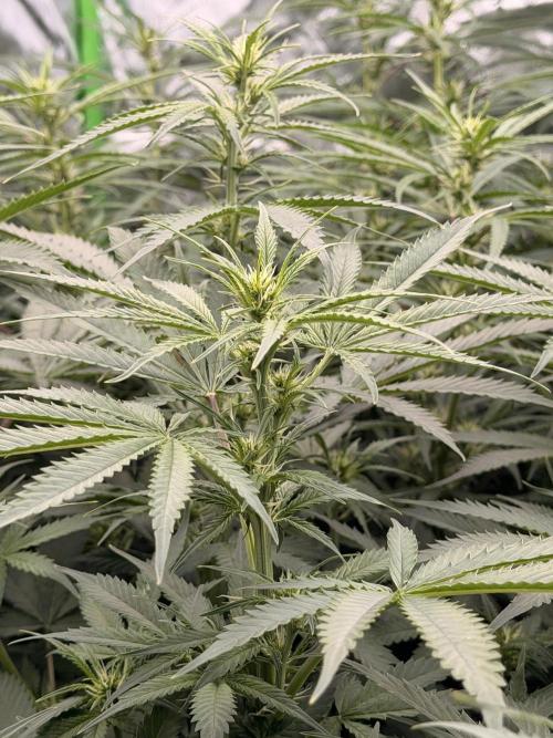 Sticky Braccoli Auto - Eternity Cup 2026. Week 7