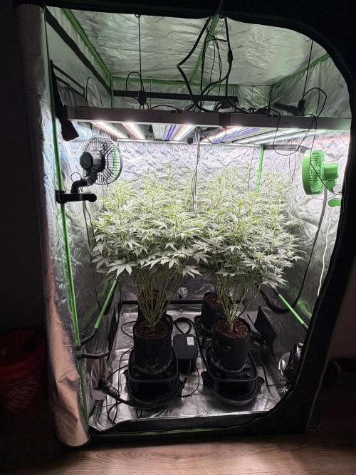 Sticky Braccoli Auto - Eternity Cup 2026. Week 7