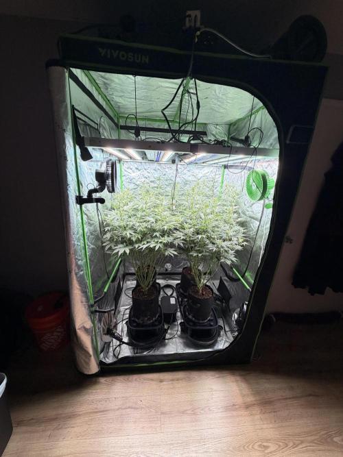 Sticky Braccoli Auto - Eternity Cup 2026. Week 7
