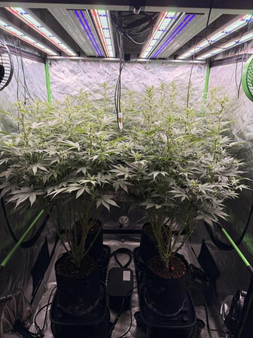 Sticky Braccoli Auto - Eternity Cup 2026. Week 7