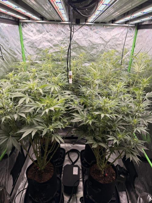 Sticky Braccoli Auto - Eternity Cup 2026. Week 7