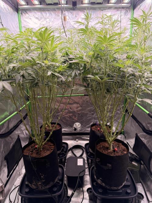 Sticky Braccoli Auto - Eternity Cup 2026. Week 7 - After Defoliation 
