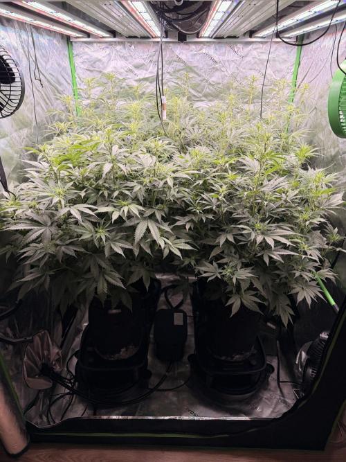 Sticky Braccoli Auto - Eternity Cup 2026. Week 7