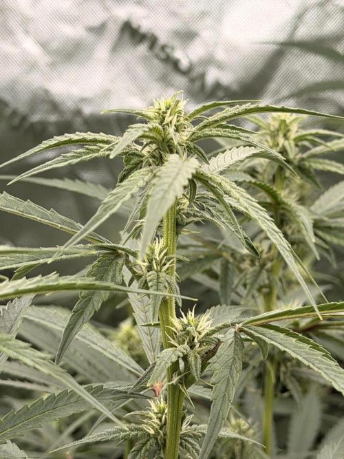 Sticky Braccoli Auto - Eternity Cup 2026. Week 7