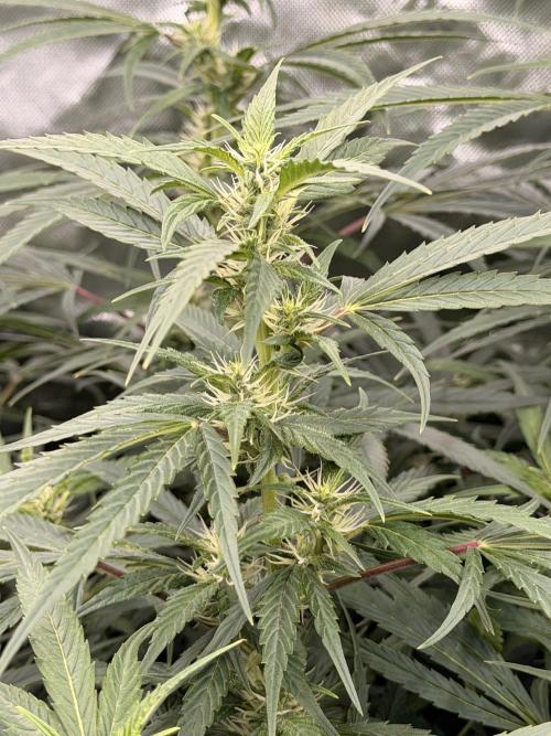 Sticky Braccoli Auto - Eternity Cup 2026. Week 7
