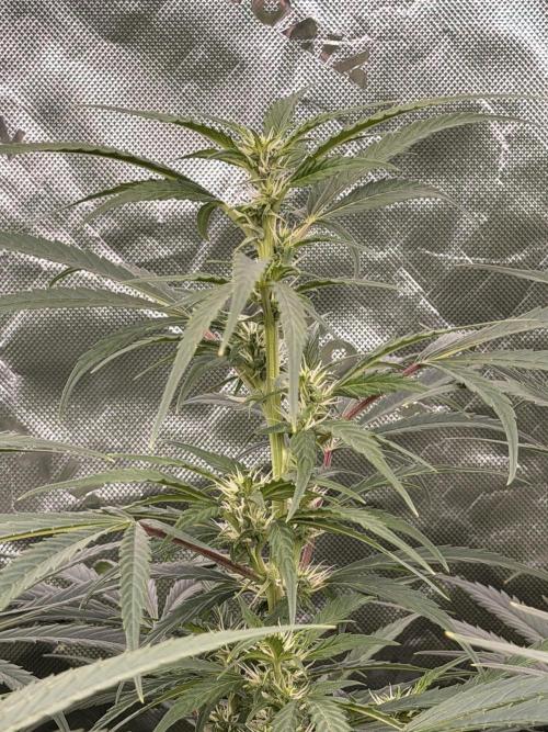 Sticky Braccoli Auto - Eternity Cup 2026. Week 7