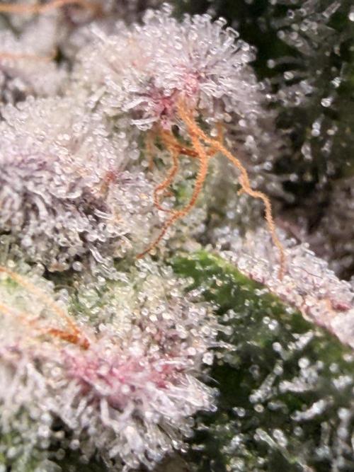 Jixer - Exotic Genetix. Week 13