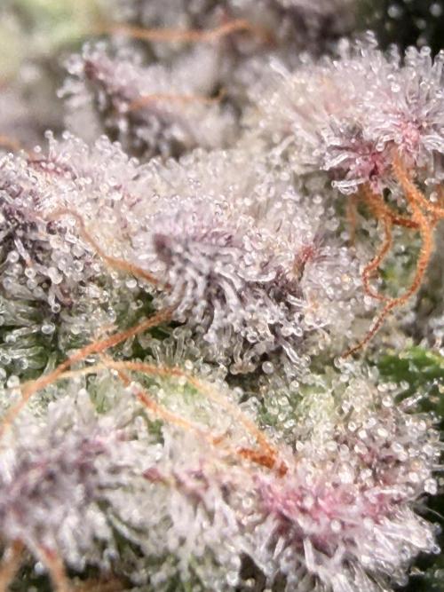 Jixer - Exotic Genetix. Week 13