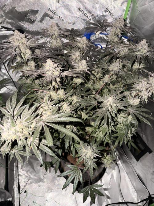 Jixer - Exotic Genetix. Week 13