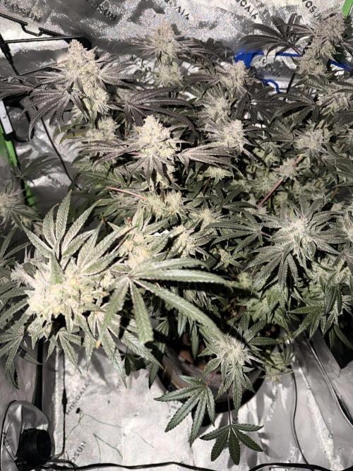 Jixer - Exotic Genetix. Week 13
