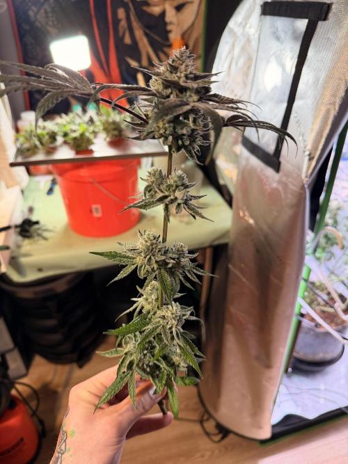 Jixer - Exotic Genetix. Week 13