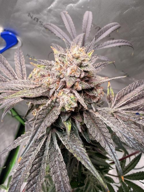 Jixer - Exotic Genetix. Week 13