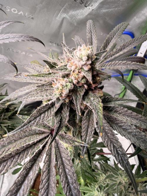 Jixer - Exotic Genetix. Week 13
