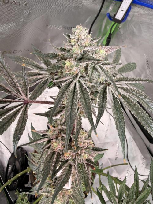 Jixer - Exotic Genetix. Week 13