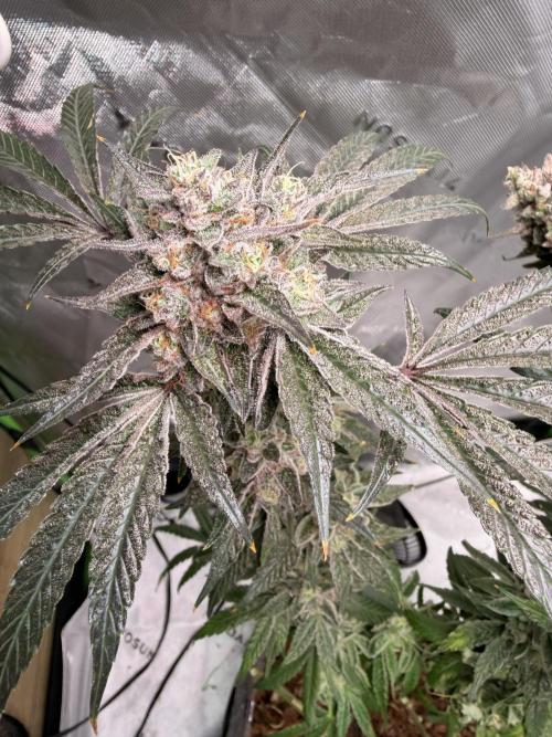 Jixer - Exotic Genetix. Week 13