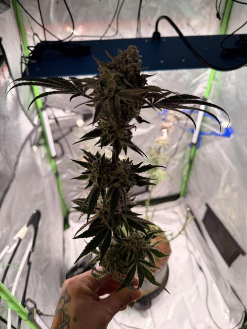 Jixer - Exotic Genetix. Week 13