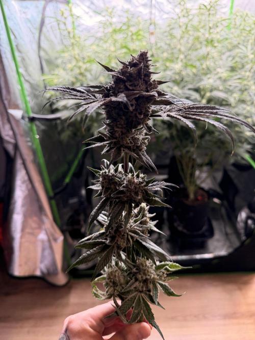 Jixer - Exotic Genetix. Week 13