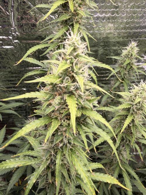 Sticky Mango Auto. Week 9