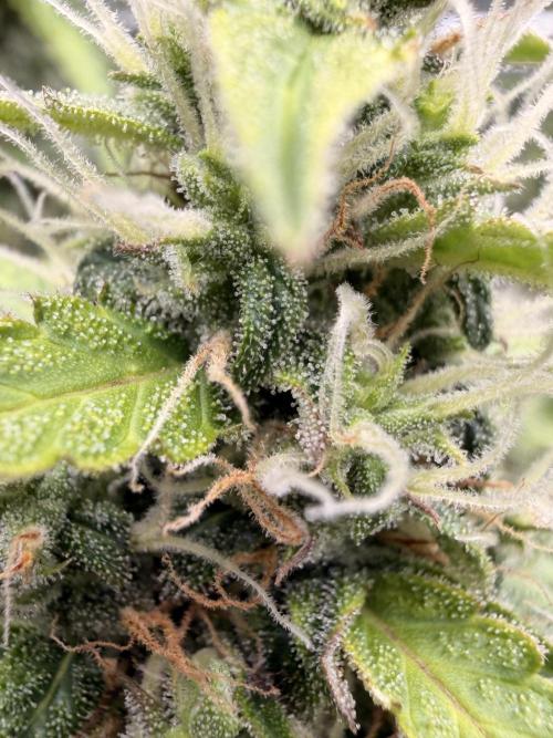 Sticky Mango Auto - Tastebudz Genetics. Week 9