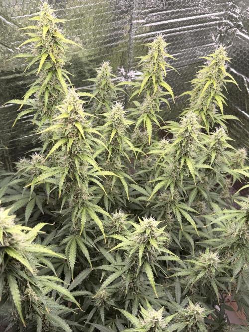 Sticky Mango Auto - Tastebudz Genetics. Week 9