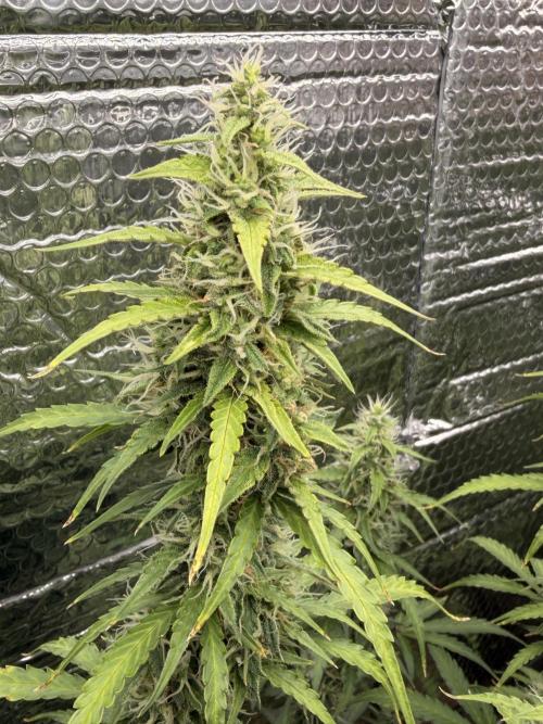 Sticky Mango Auto - Tastebudz Genetics. Week 9