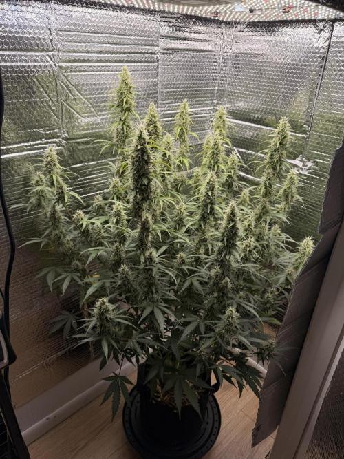 Sticky Mango Auto. Week 9