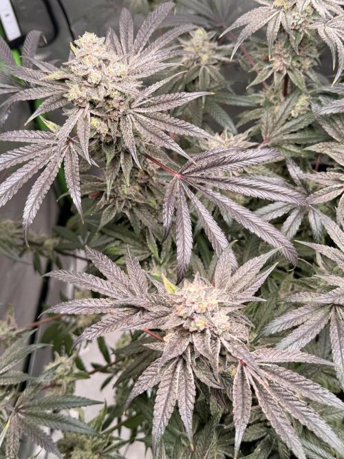 Jixer - Exotic Genetix. Week 13
