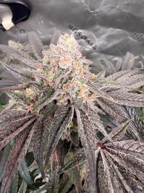 Jixer - Exotic Genetix. Week 13
