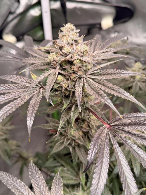Jixer - Exotic Genetix. Week 13
