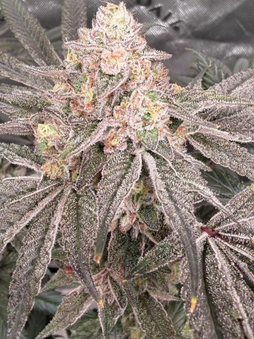 Jixer - Exotic Genetix. Week 13