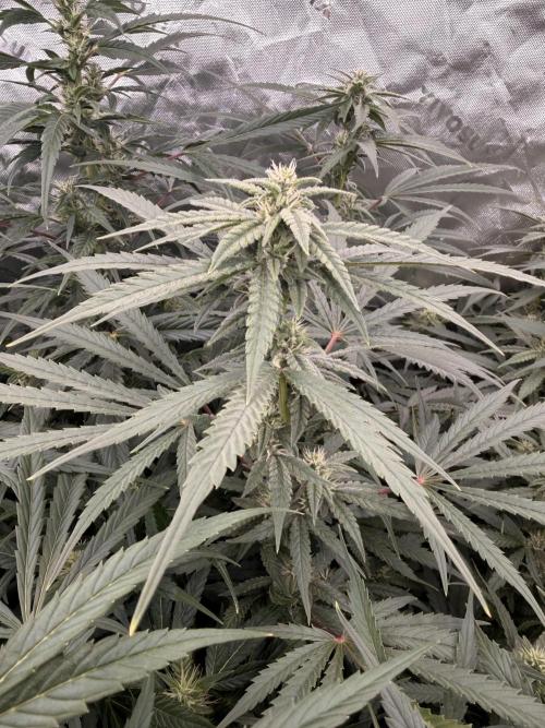 Sticky Braccoli Auto - Eternity Cup 2026. Week 8
