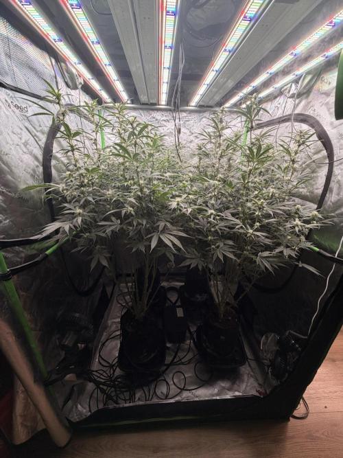Sticky Braccoli Auto - Eternity Cup 2026. Week 8