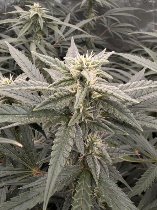 Sticky Braccoli Auto - Eternity Cup 2026. Week 8